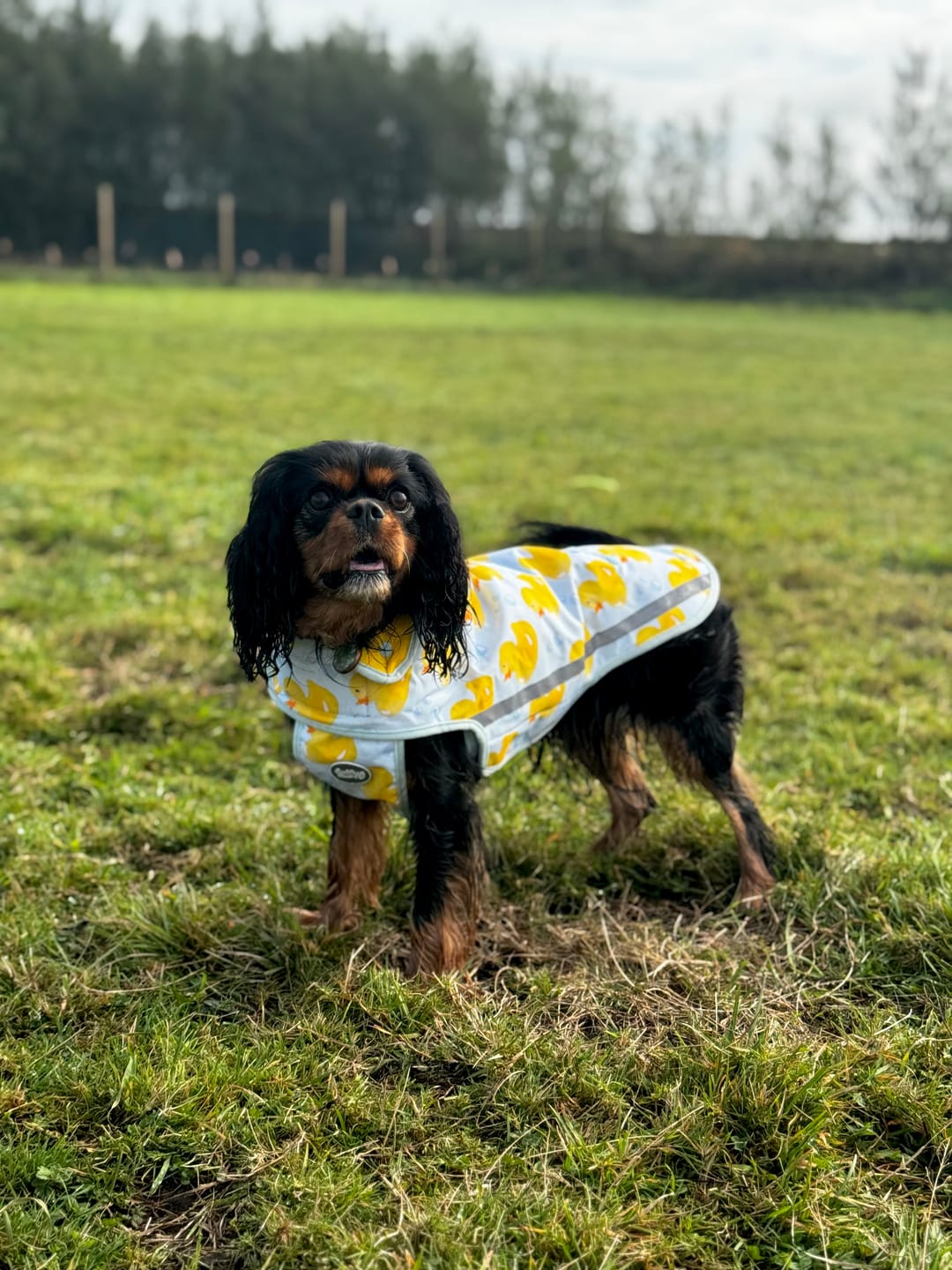 Customer photo review of Rain Jacket - You Quack Me Up!