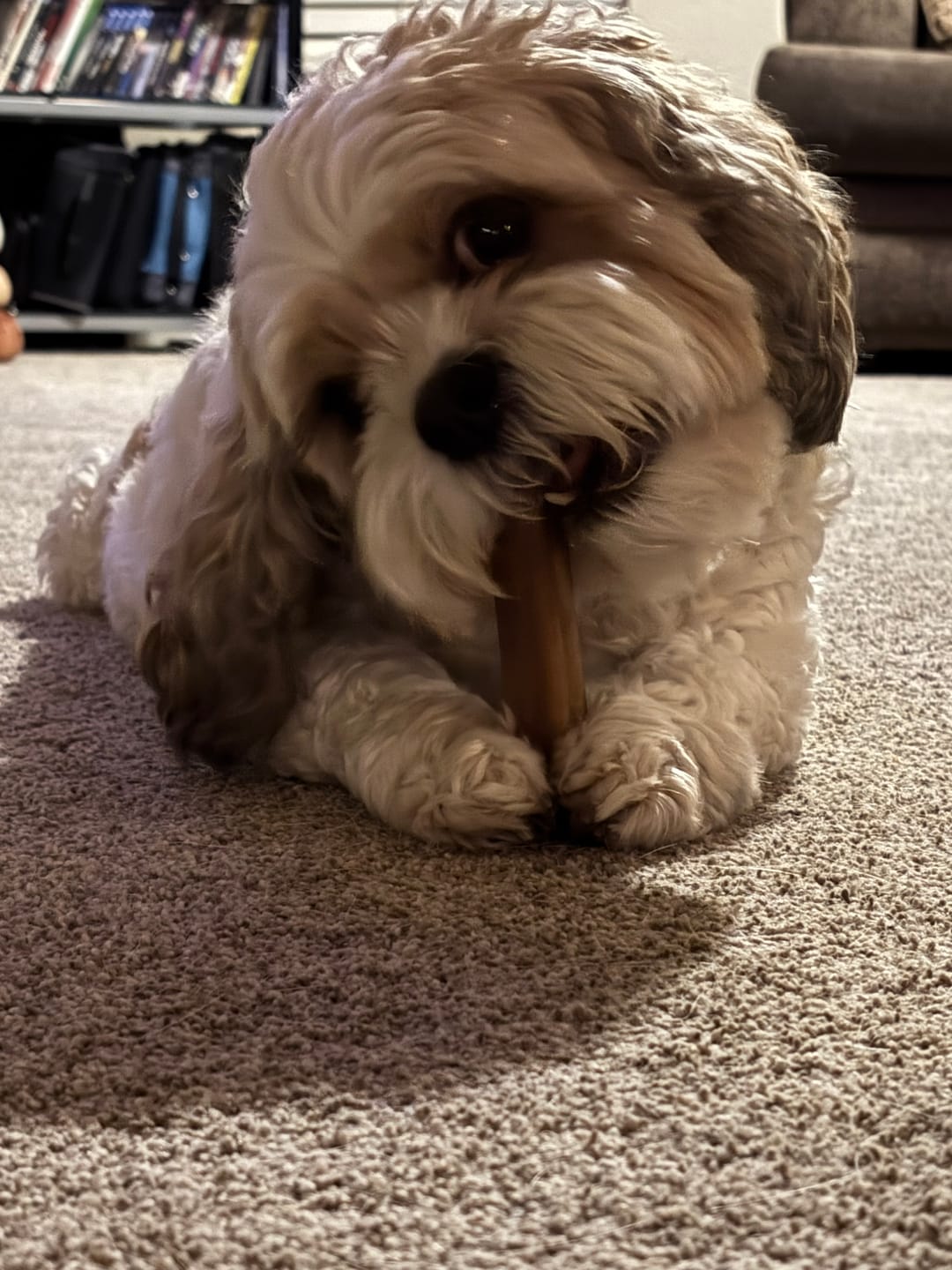 Customer photo review of Wholly Pup Gift Card