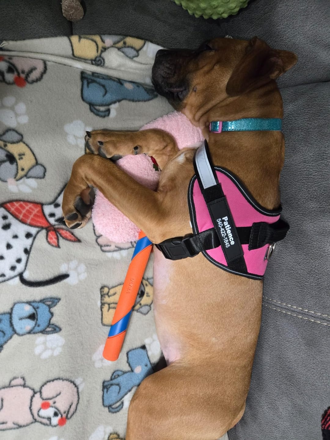 Customer photo review of Personalized No Pull Dog Harness