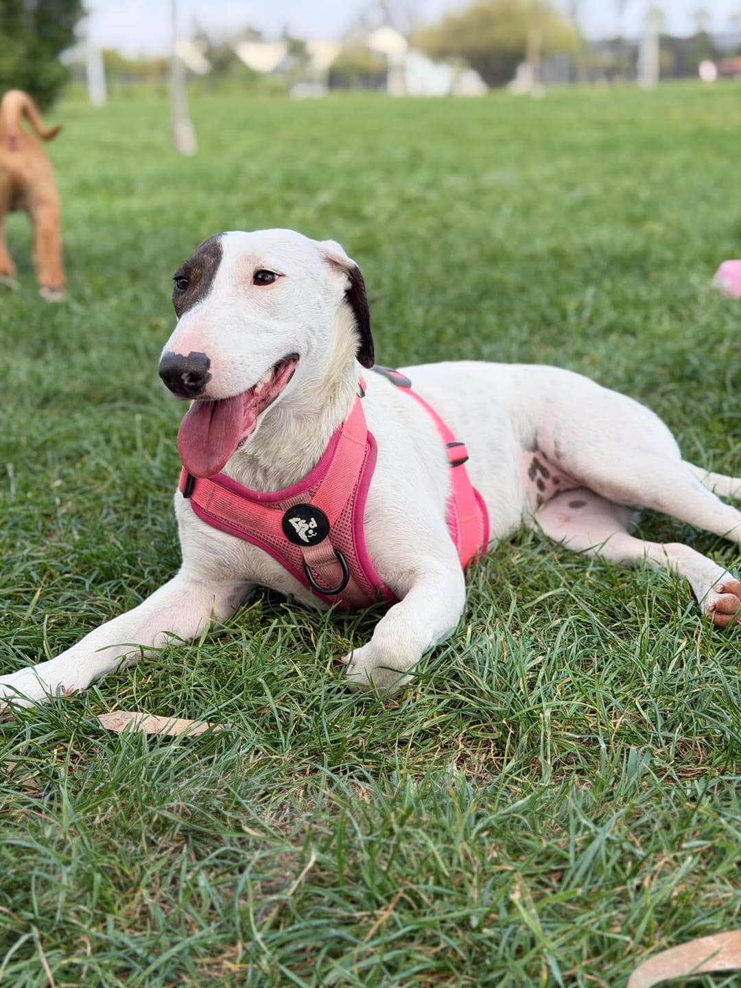 Customer photo review of Arnés para perros Puelo — Flamenco Chileno
