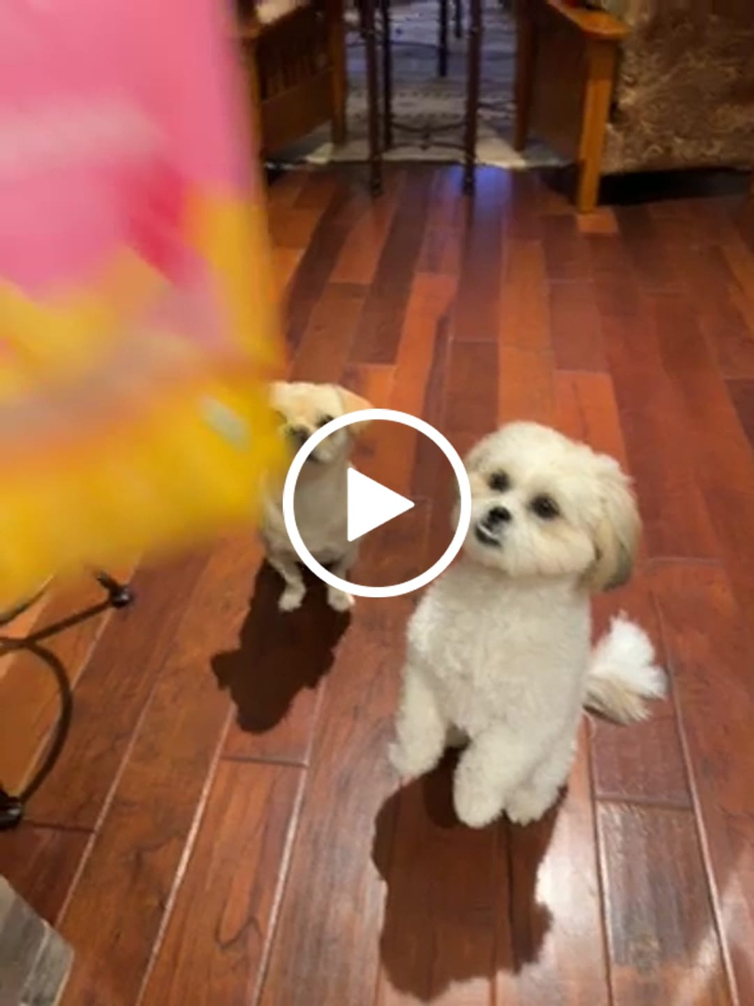 Customer video review of Organic Baked Dog Treats - Gone Bananas