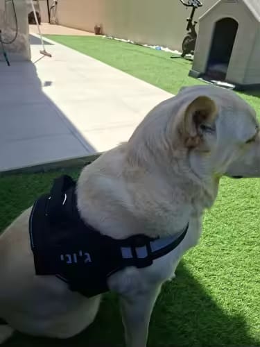 Customer photo review of Personalized No Pull Dog Harness