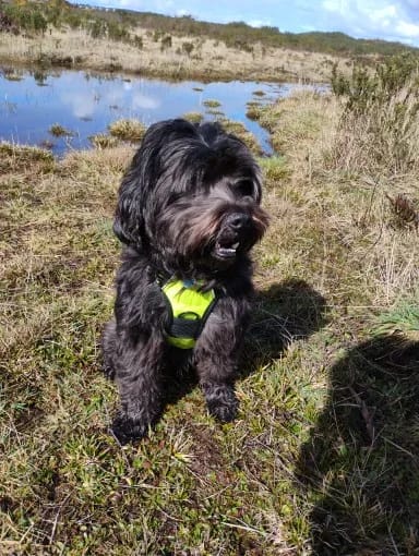 Customer photo review of No Pull Dog Harness – Adjustable Padded Vest with Front Clip and Handle