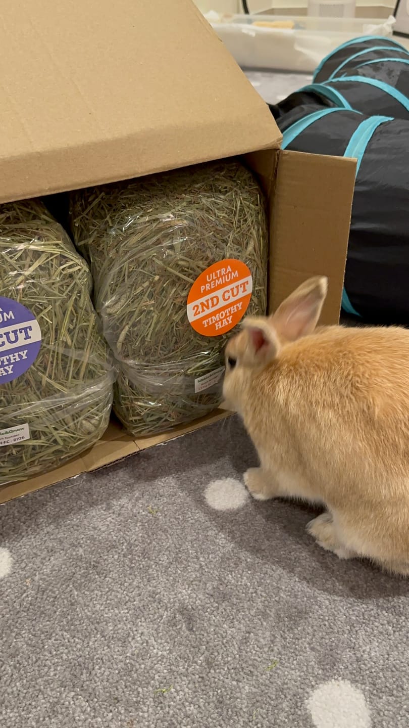 Customer photo review of Try Me - First and Second Cut Ultra Premium Timothy Hay Starter Pack