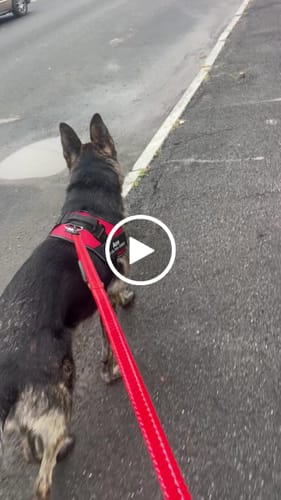 Customer video review of Dogshood ™ No Pull Harness