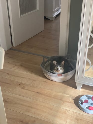 Customer's cat sitting inside the grey and white woven Fellnest Katzenkorb on a wooden floor.
