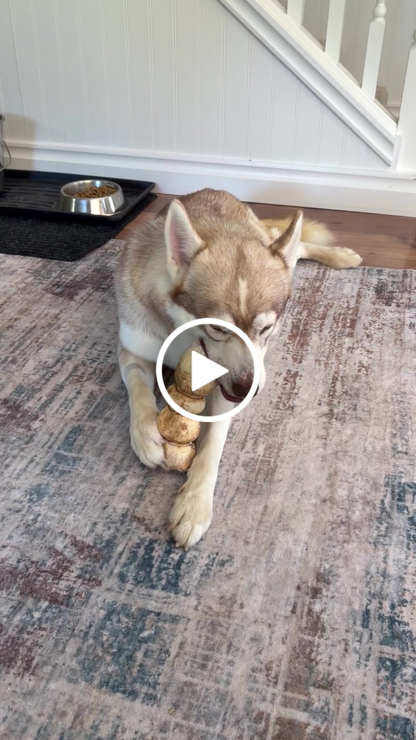 Customer video review of 10-12 Inch Peanut Butter Cheek Roll