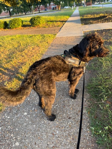 Customer's Dogshood No Pull Harness on a dark-coated dog outdoors on a sidewalk