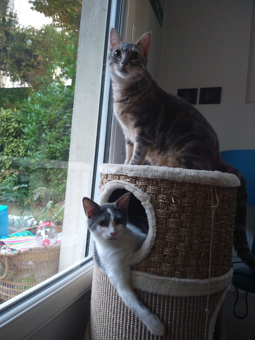 Customer photo review of Pâtée Volaille & Légumes (x16) - Chat