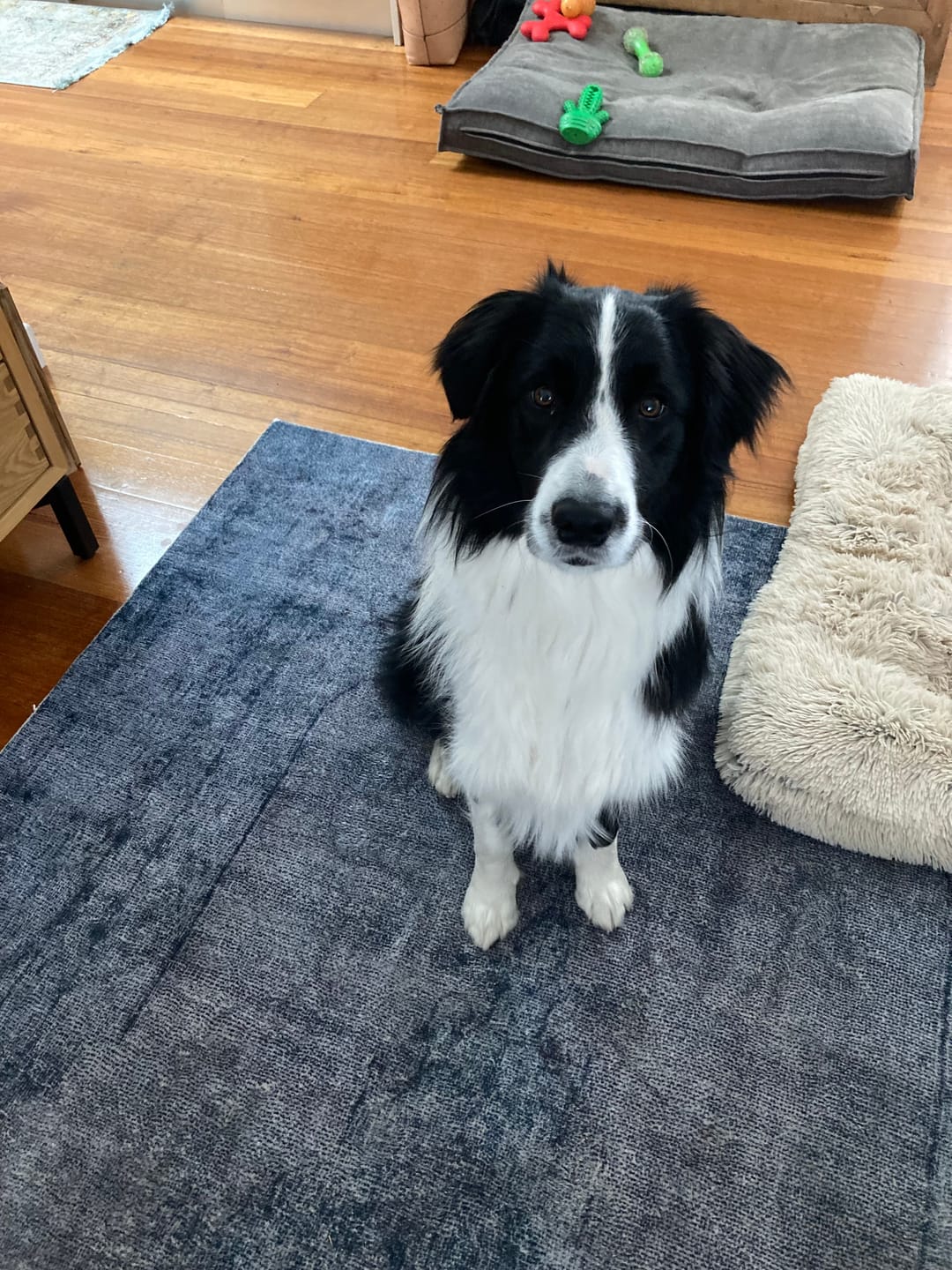 Customer photo review of Meals For Mutts Dog Lite Turkey & Lamb Gluten Free Dry Food