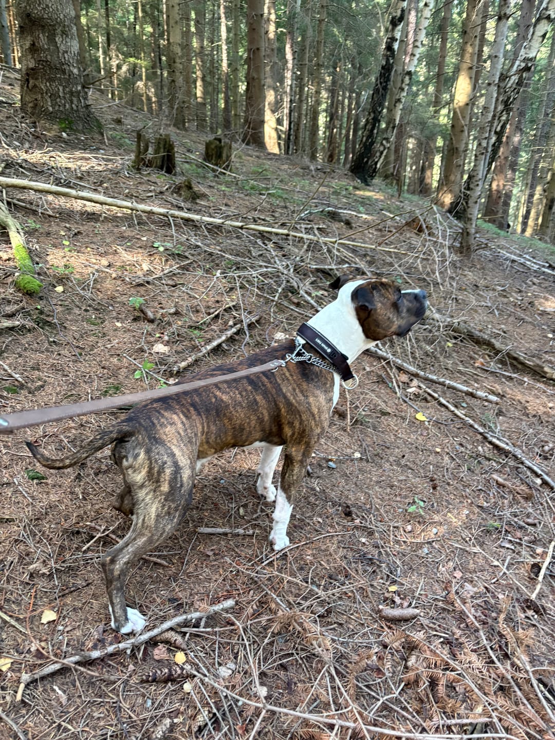 Customer photo review of Cushioned Martingale Collar - Army Green