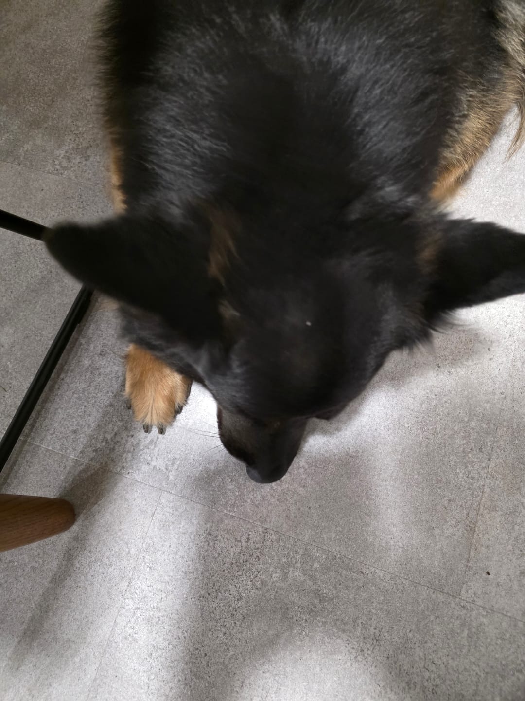 Customer photo review of Wohlfühltabs für Hunde & Katzen