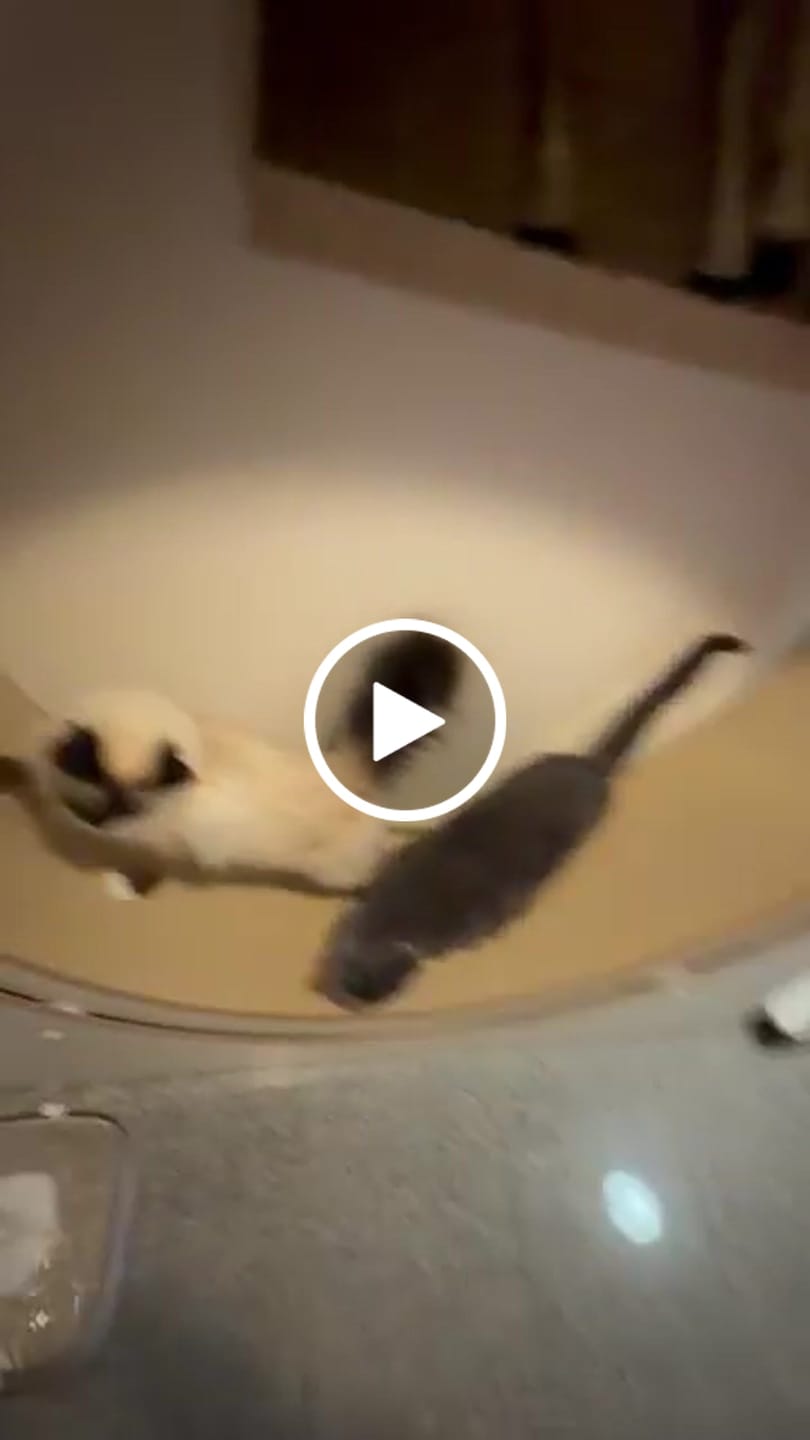 Customer video review of Elmato Katzenlaufrad Simba