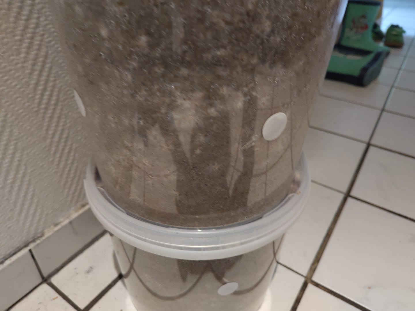 Customer photo review of Austernseitling | Pleurotus ostreatus Körnerbrut 500 g vollständig besiedelt