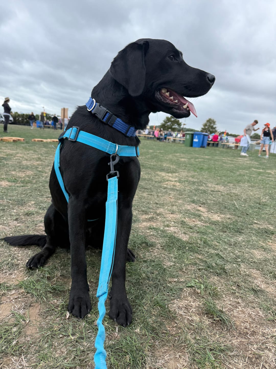 Customer photo review of ParoPet No Pull Dog Harness