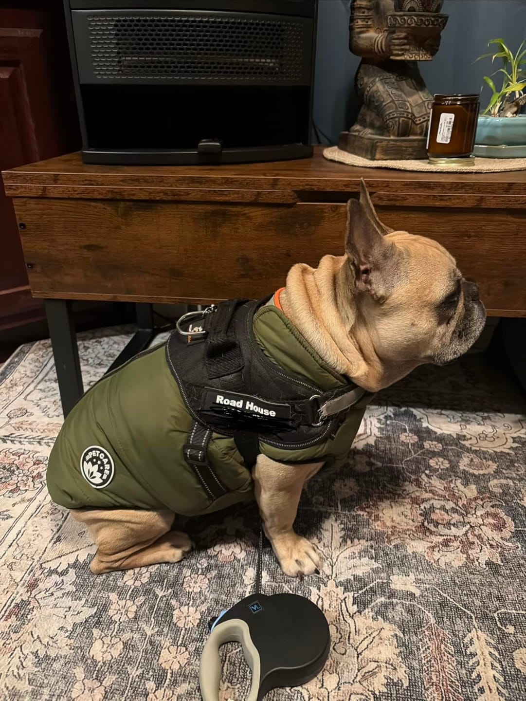 Customer photo review of Personalized No Pull Dog Harness