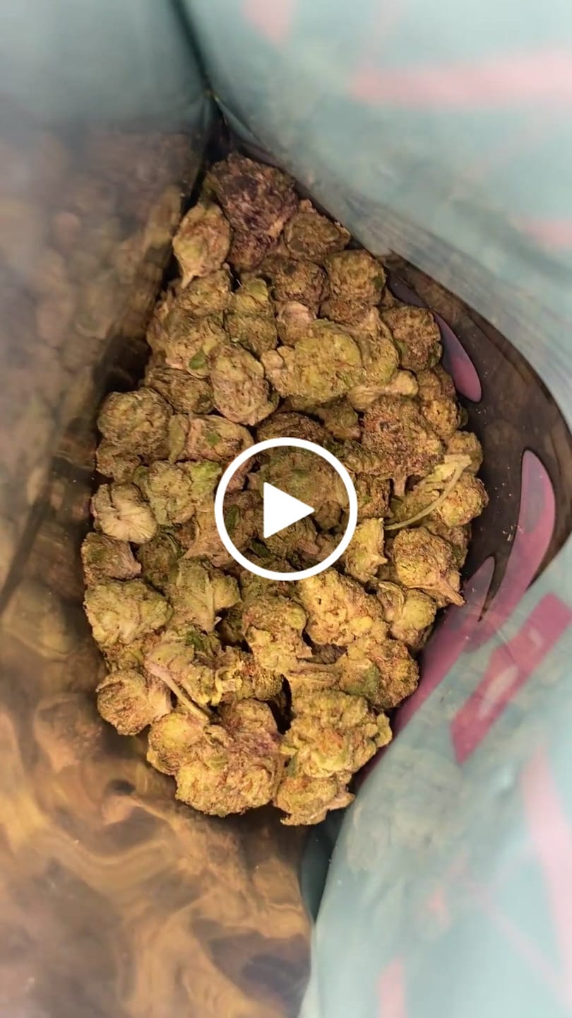 Customer video review of Black Maple (Indoor Smalls) - THCA Flower