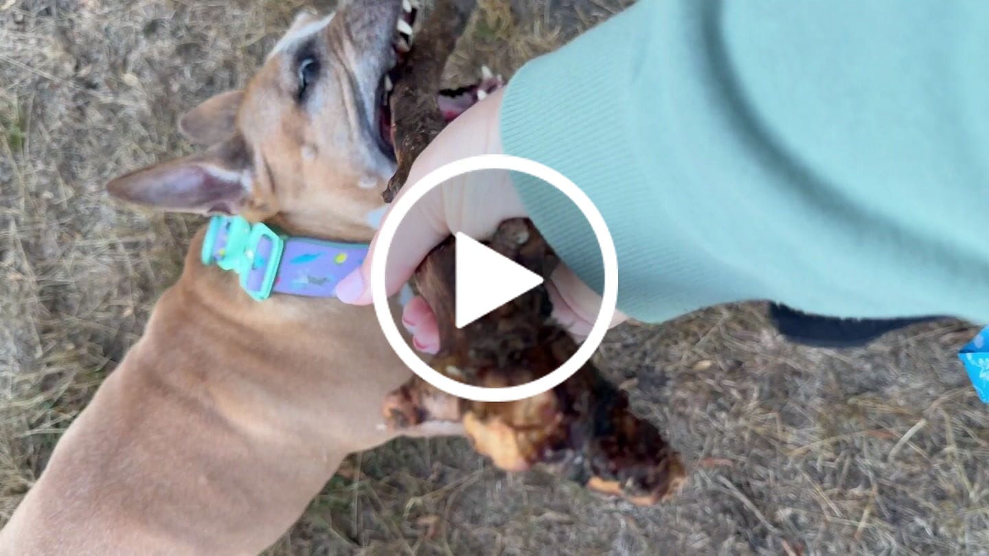 Customer video review of 5cm Lighter Combat® Collar | With Handle & Secure Clip - BalmyBillows Purple
