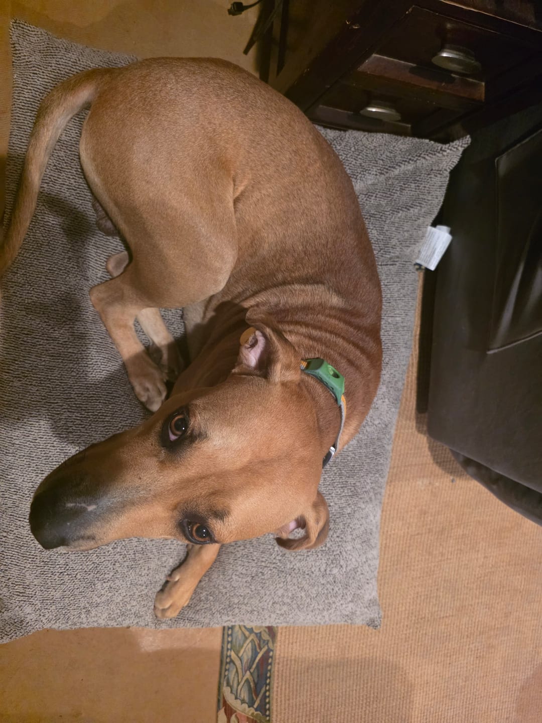 Customer photo review of FurLife™ - 12 Months All Natural Flea and Tick Tags for Dogs