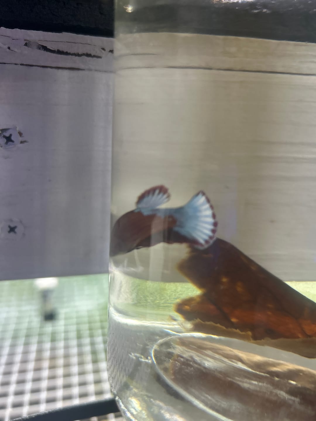 Customer photo review of Red Fancy Copper White Scale Female Betta Fish