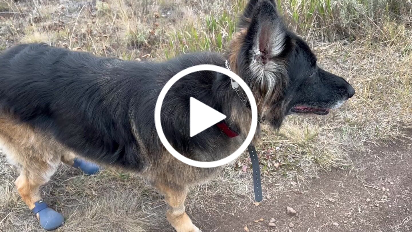 Customer video review of WagWellie® Single