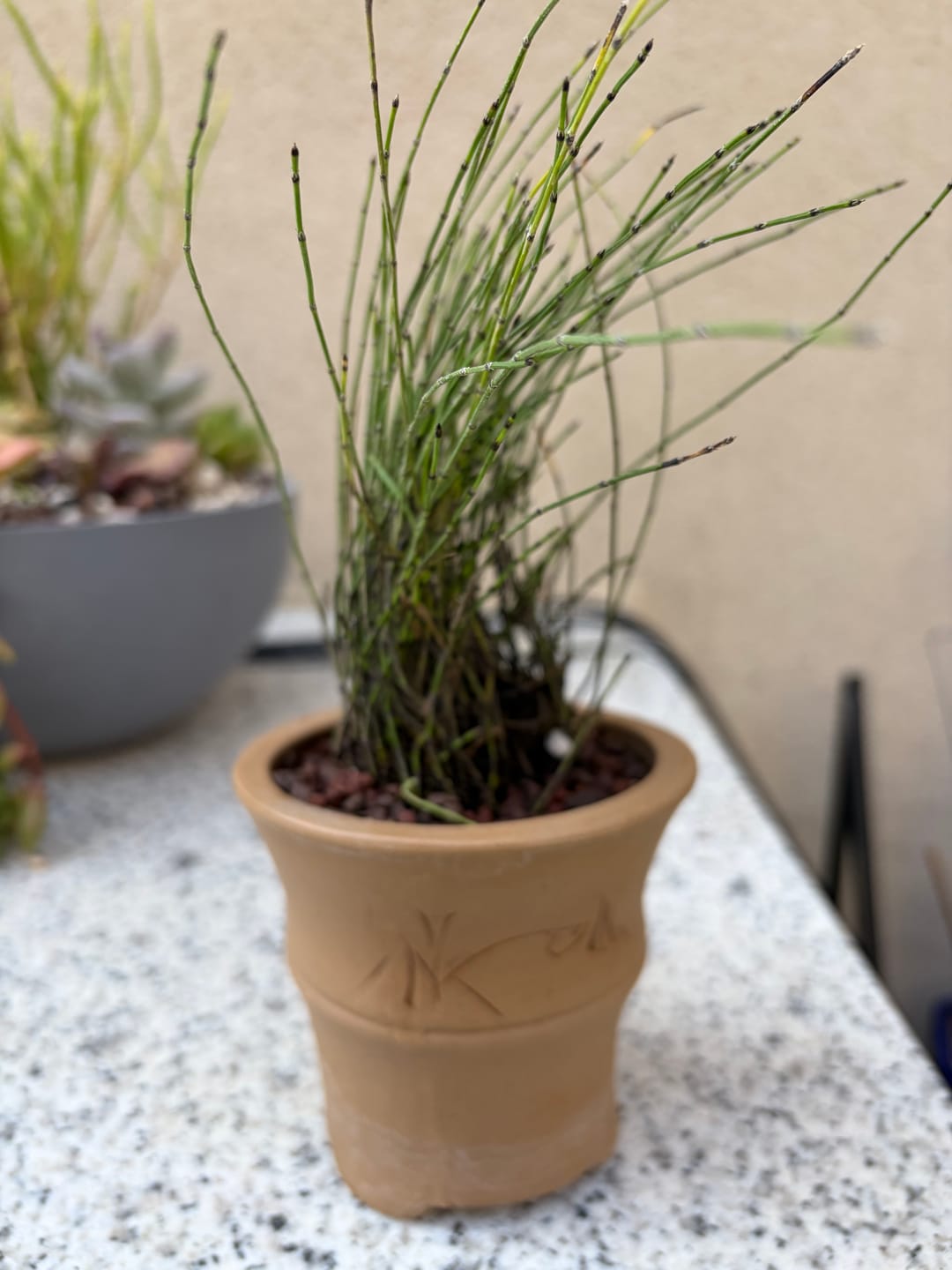 Customer photo review of Equisetum Scirpoides
