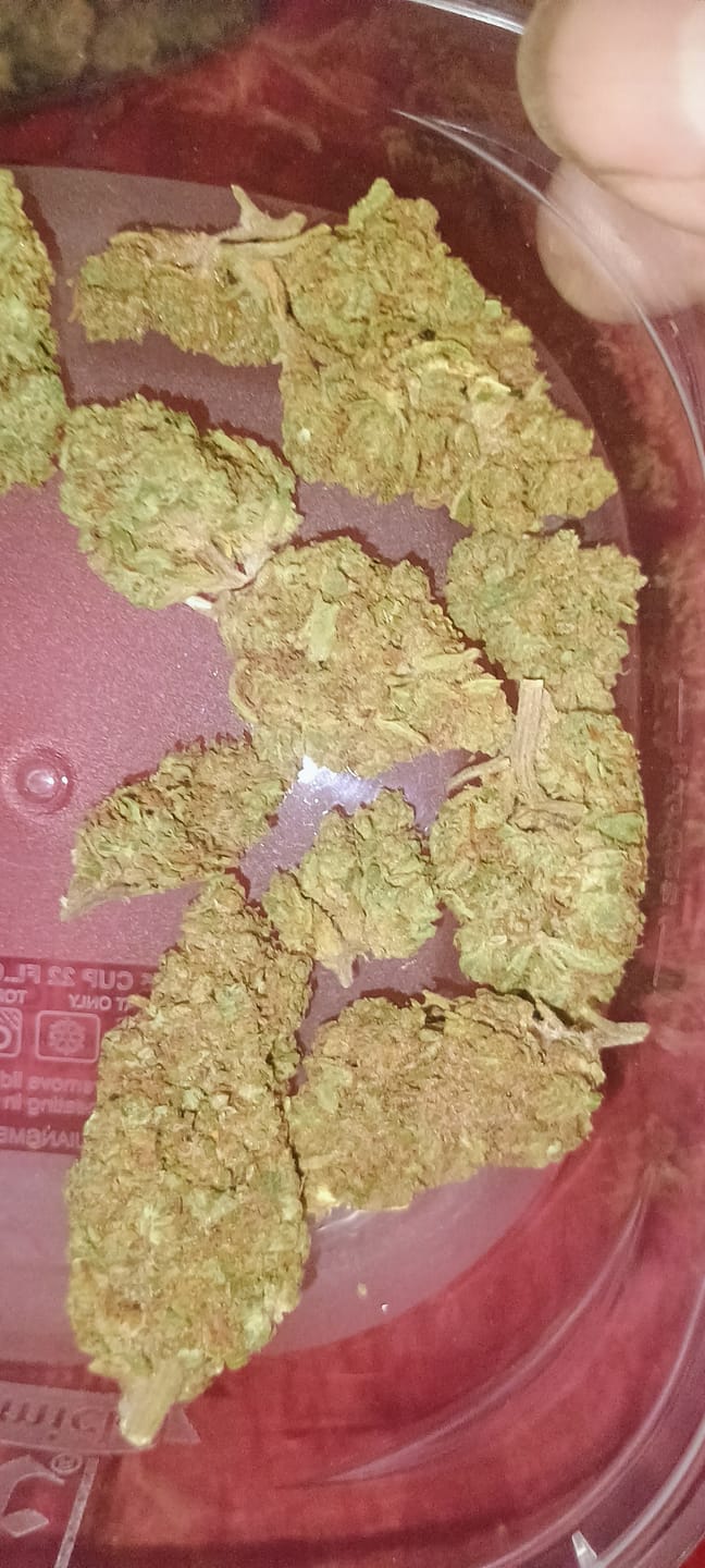 Customer photo review of THCA Queen