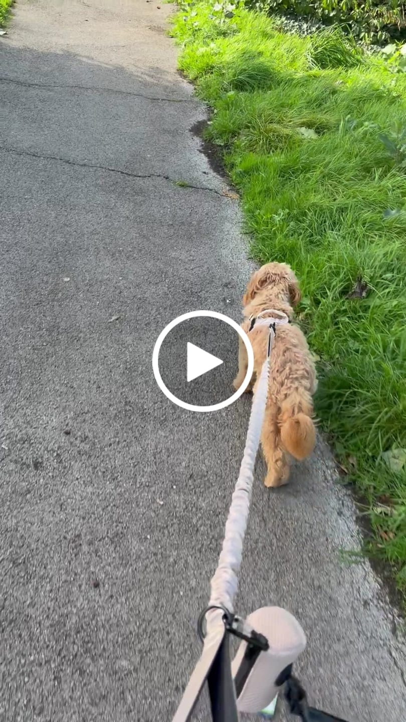 Customer video review of ParoPet No-Pull Dog Harness