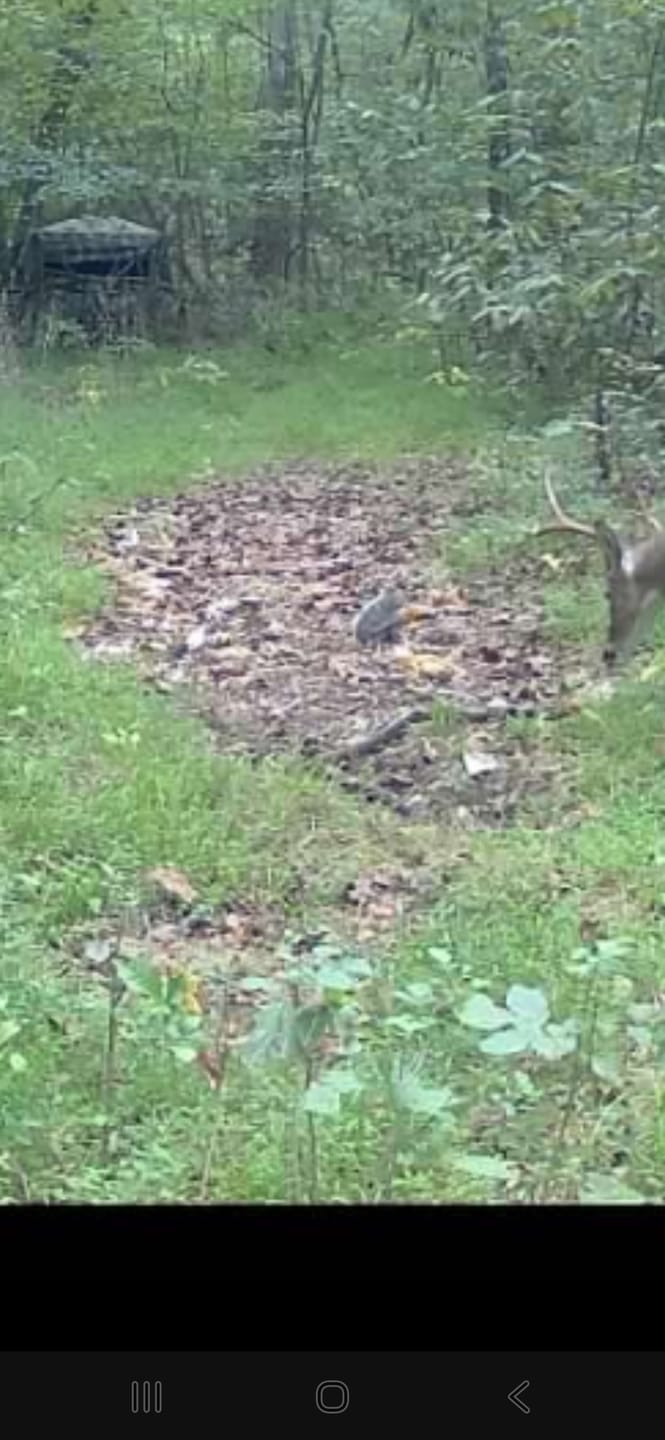 Customer photo review of FLASH SALE VisX/VisMax See Through Hunting Blind, Pop Up Ground Deer Blind