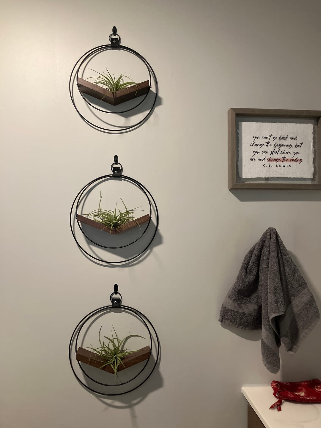 Customer photo review of Air Plant V-Hanger Trio