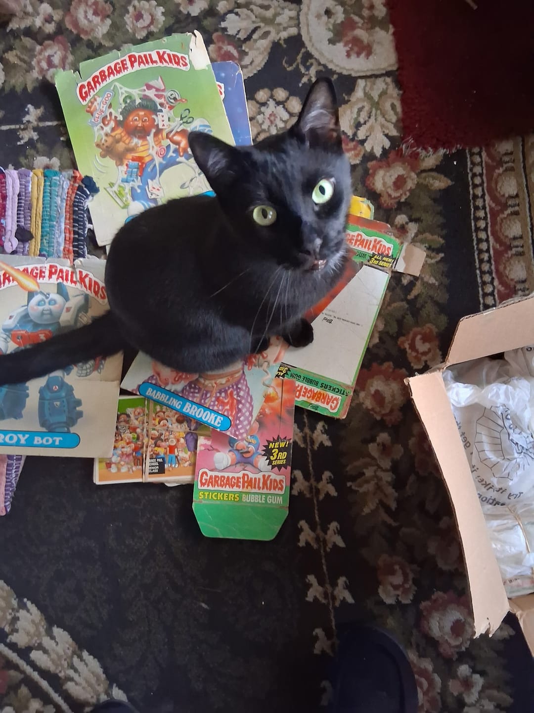 Customer photo review of Cat Dental Care & Bad Breath Remedy
