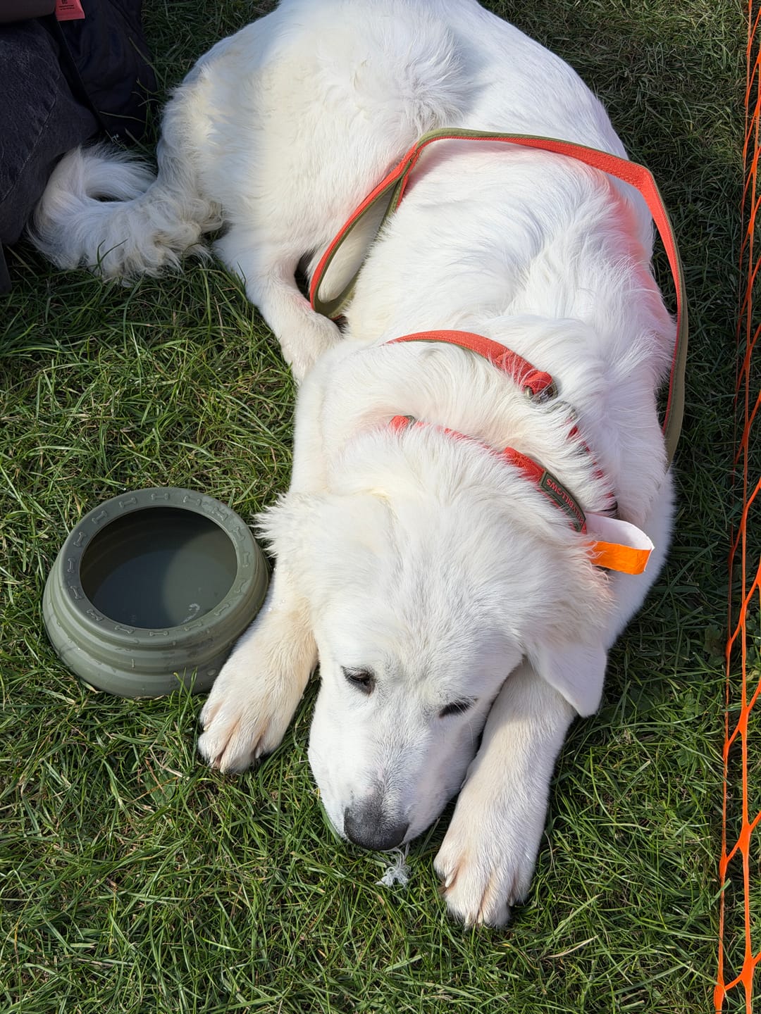 Customer photo review of 4cm LIGHTER Combat® Collar | With Handle & Secure Clip - Burnt Orange X Khaki