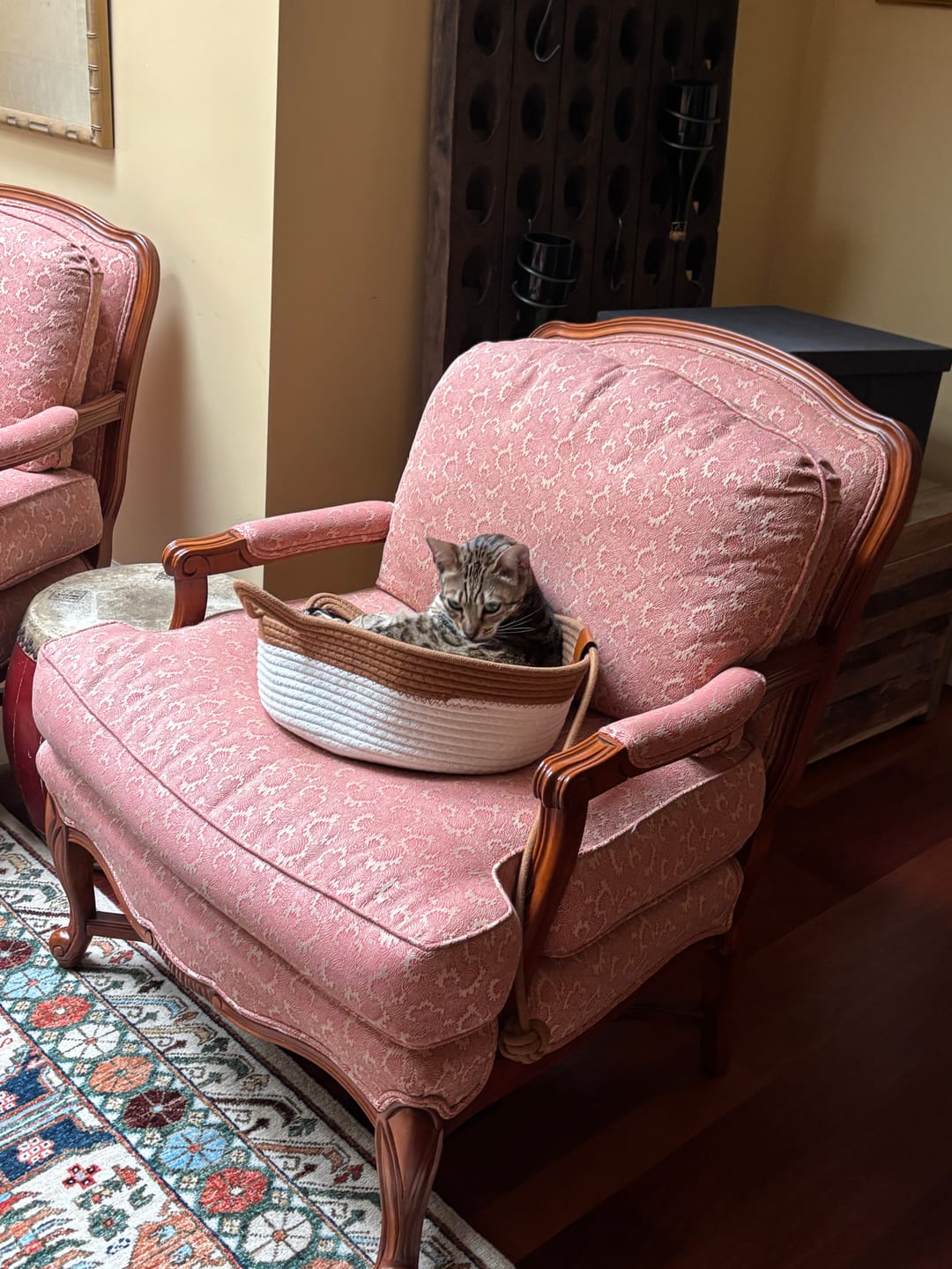 Customer photo review of Instinct Play Stick | Wild-Harvested & Chemical-Free Dental Cat Entertainment (1+1 FREE)