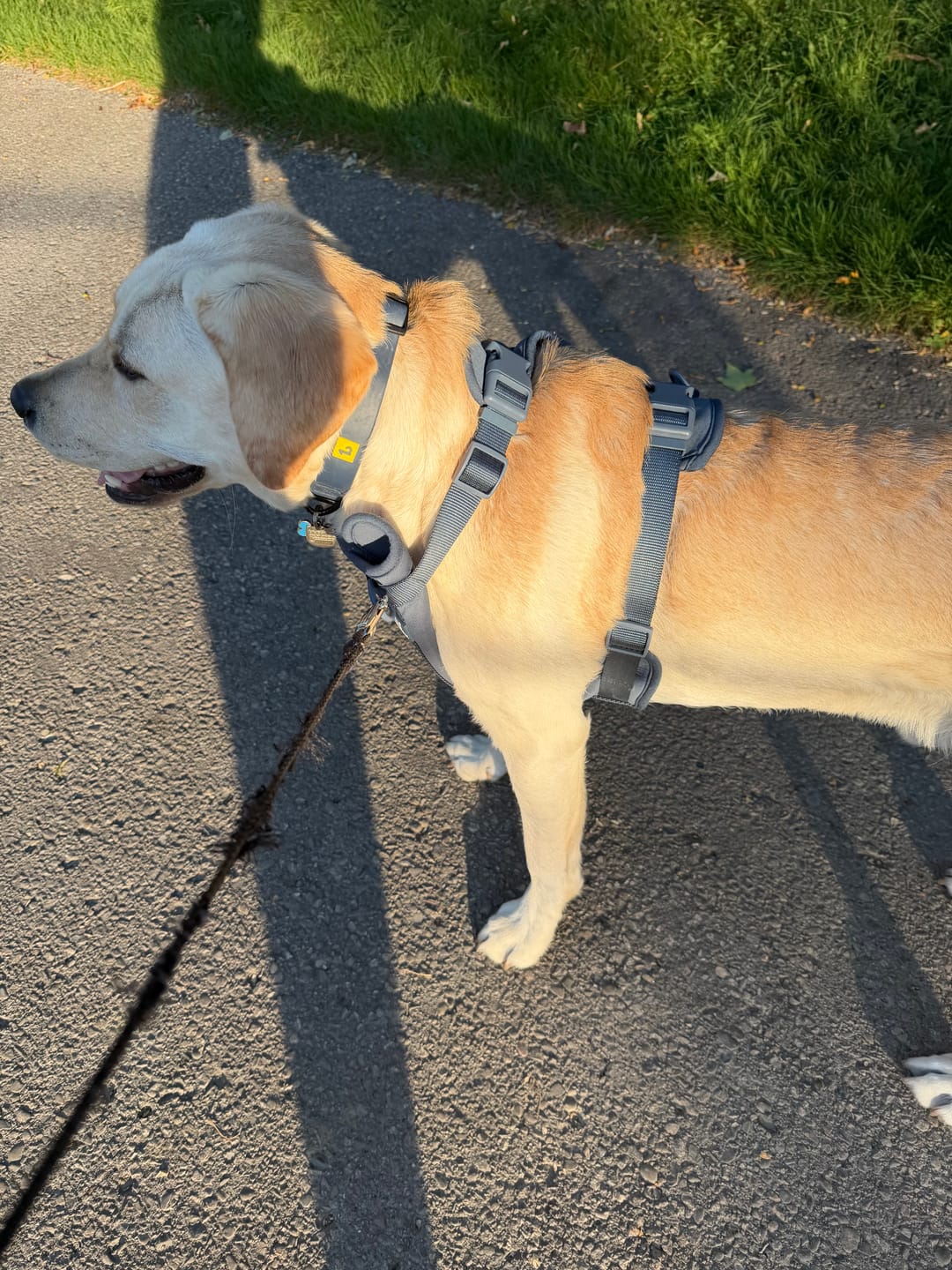 Customer photo review of Solace Adjustable Dog Harness