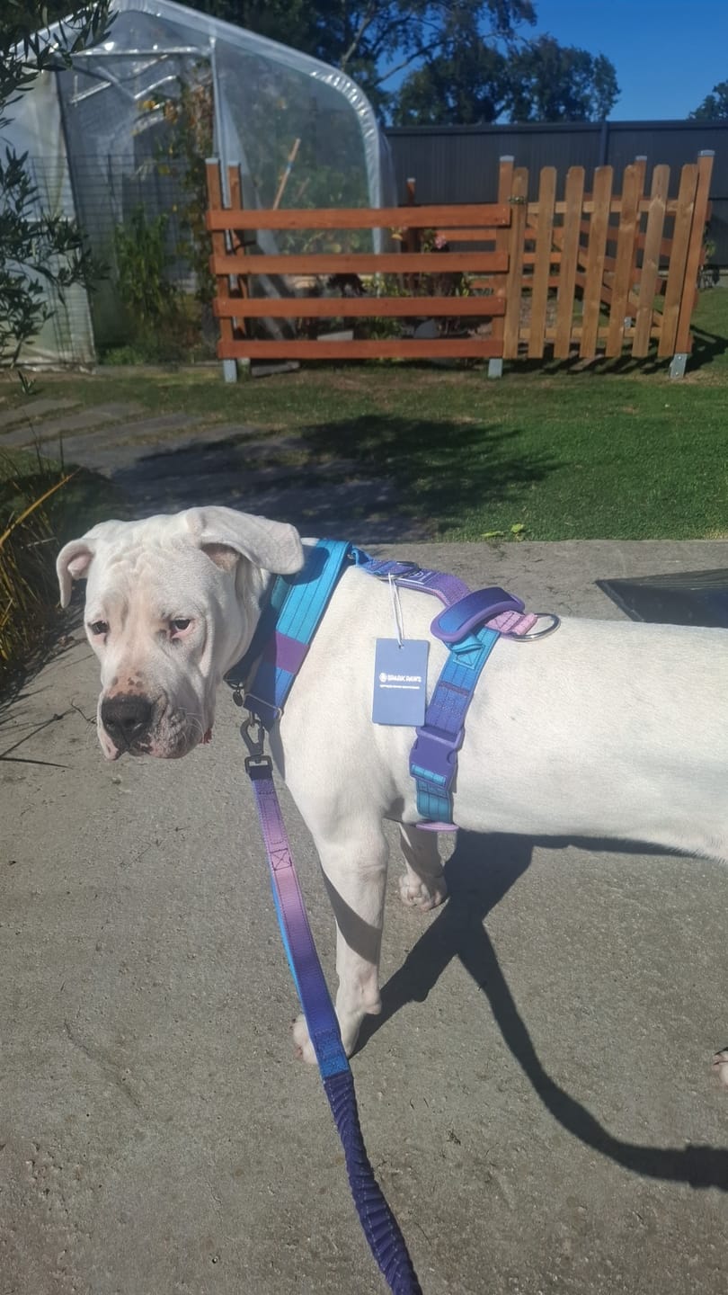 Customer photo review of Comfort Control No-Pull Dog Harness and Multipurpose Leash Set - 90s Retro