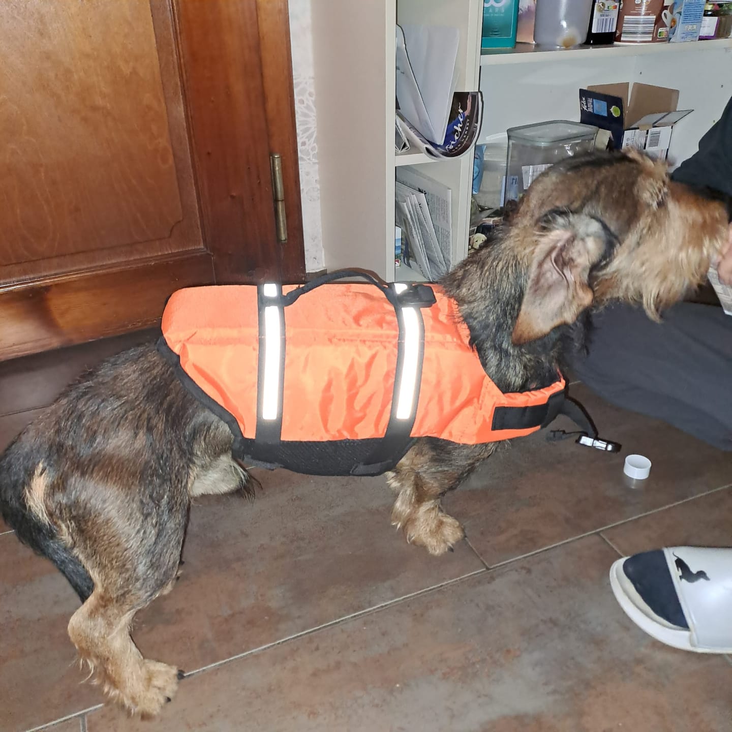 Customer photo review of TruePet Hunde-Schwimmweste mit Rettungsgriff | Reflektierend | Verstellbar | XXS-XXL