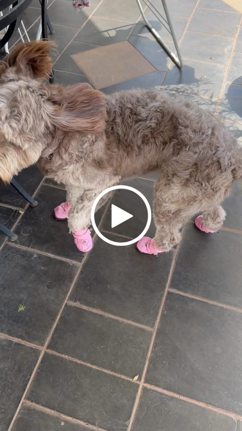 Customer video review of 365 All-Season Dog Shoe 4PC Set