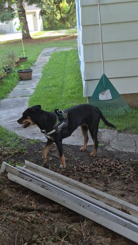 Customer's black dog wearing a Dogshood No Pull Harness while walking in a grassy backyard.