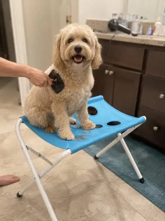Customer photo review of PawSpa - Den smarta groomingstationen för enklare bad, tassvård och pälsvård hemma.