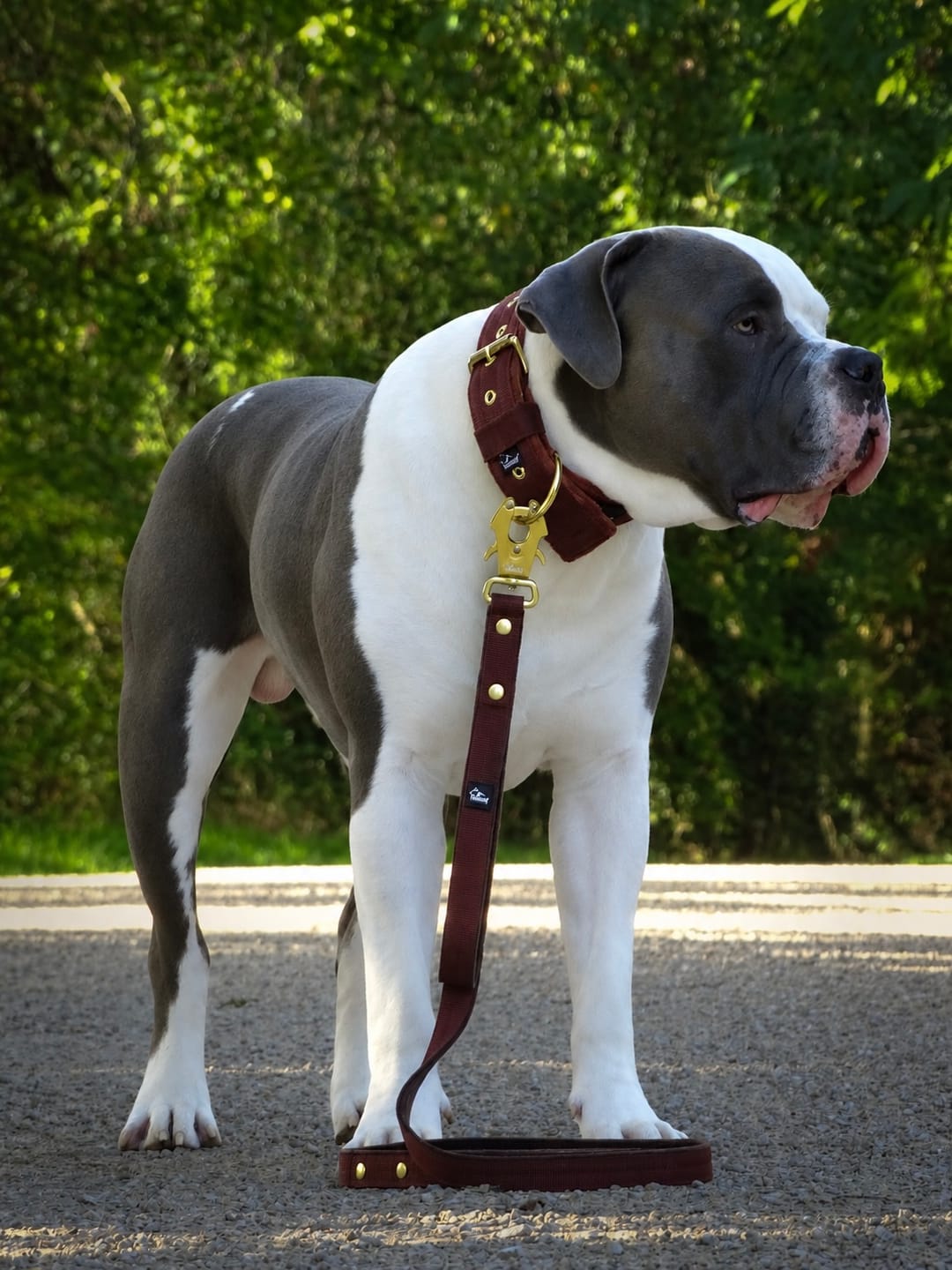 Customer photo review of Hundhalsband med namn
