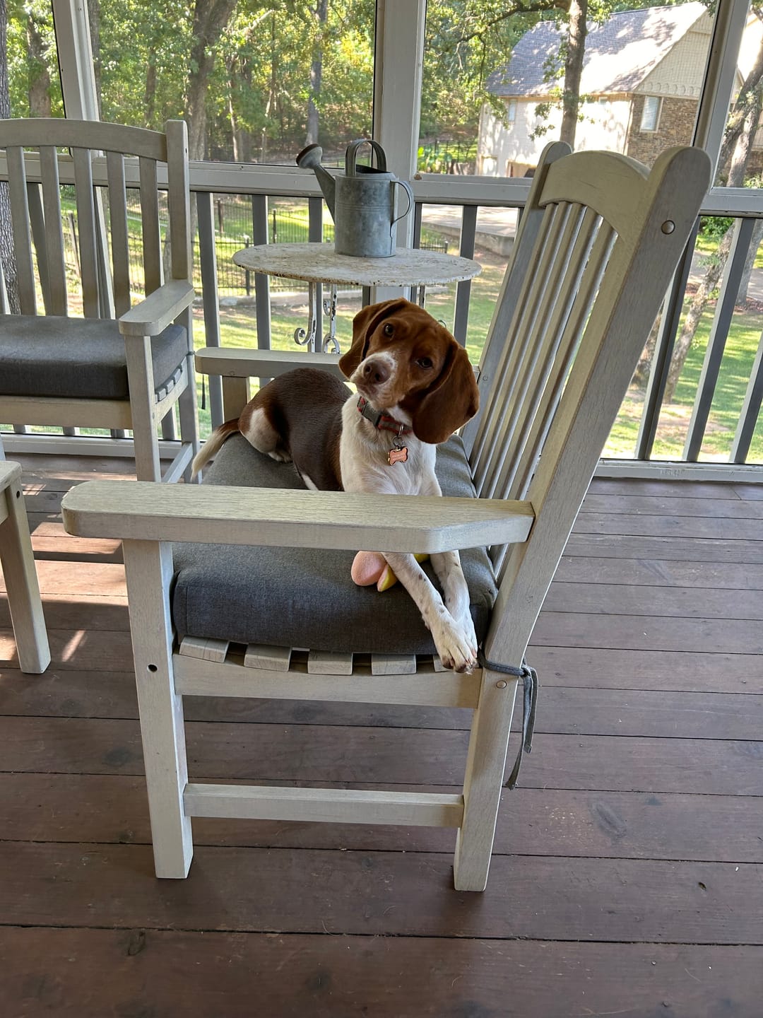 Customer photo review of Royal Canin Veterinary Diet - Ultamino Dry Dog Food
