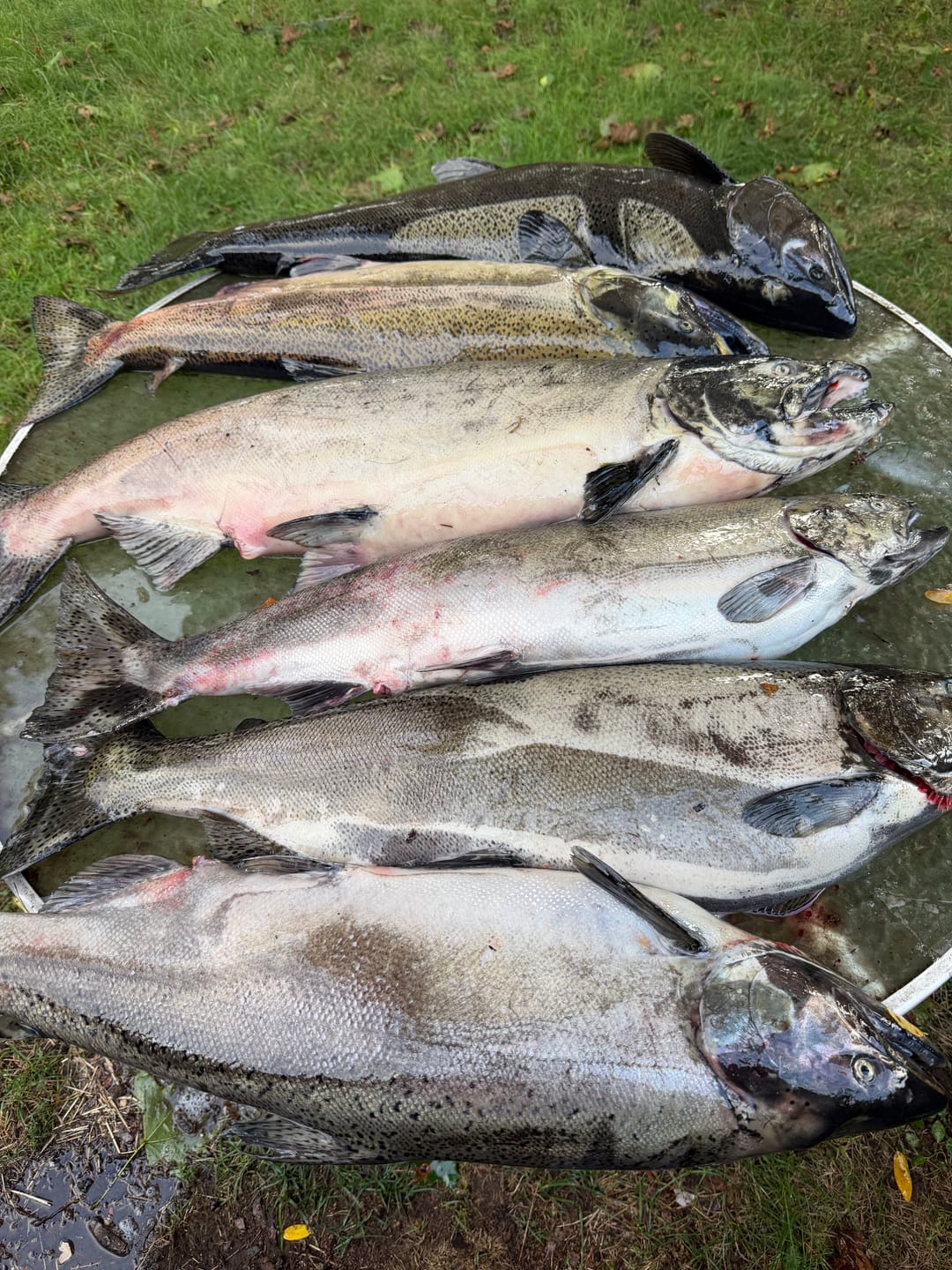Customer photo review of Fly Rod