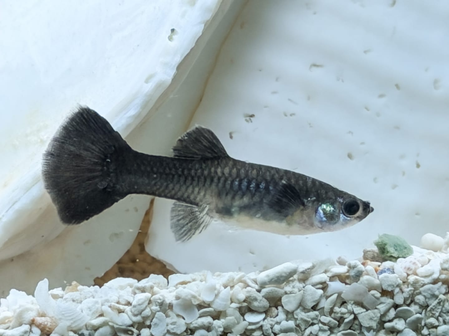 Customer photo review of Blue Tanzanite Guppy Fish