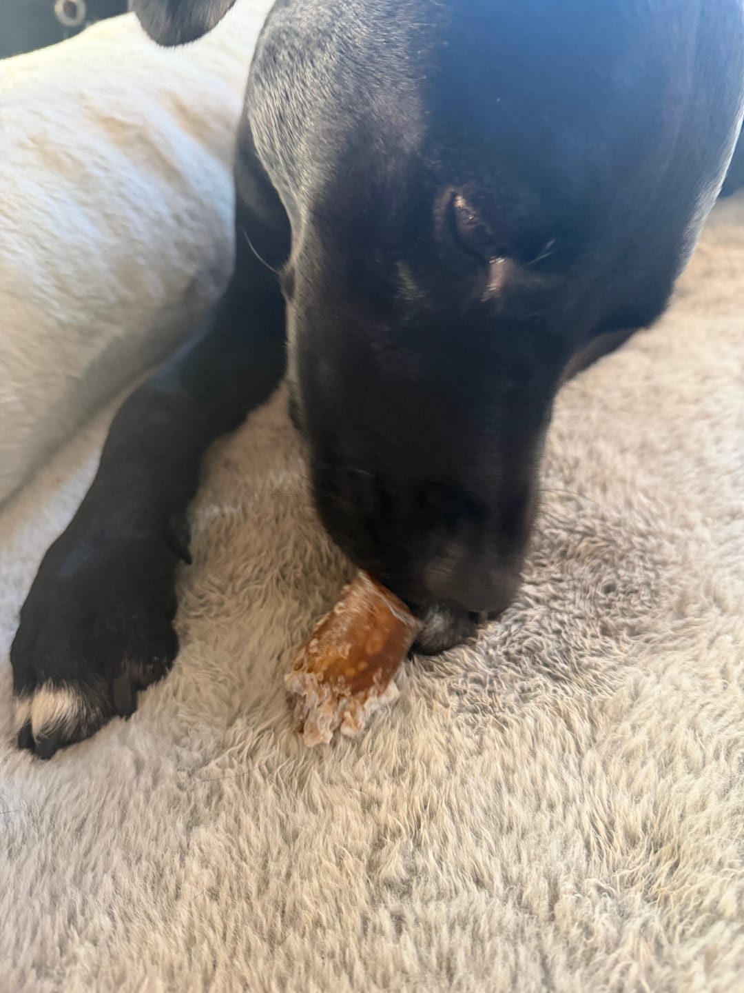 Customer photo review of Wholly Pup Gift Card