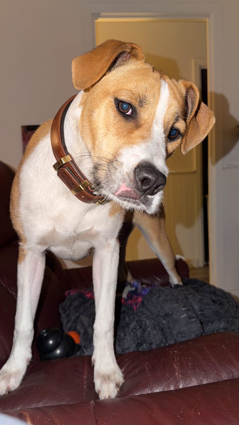 Customer photo review of Leather Dog Collar - Classic Brown & Brass (Regular Fit)