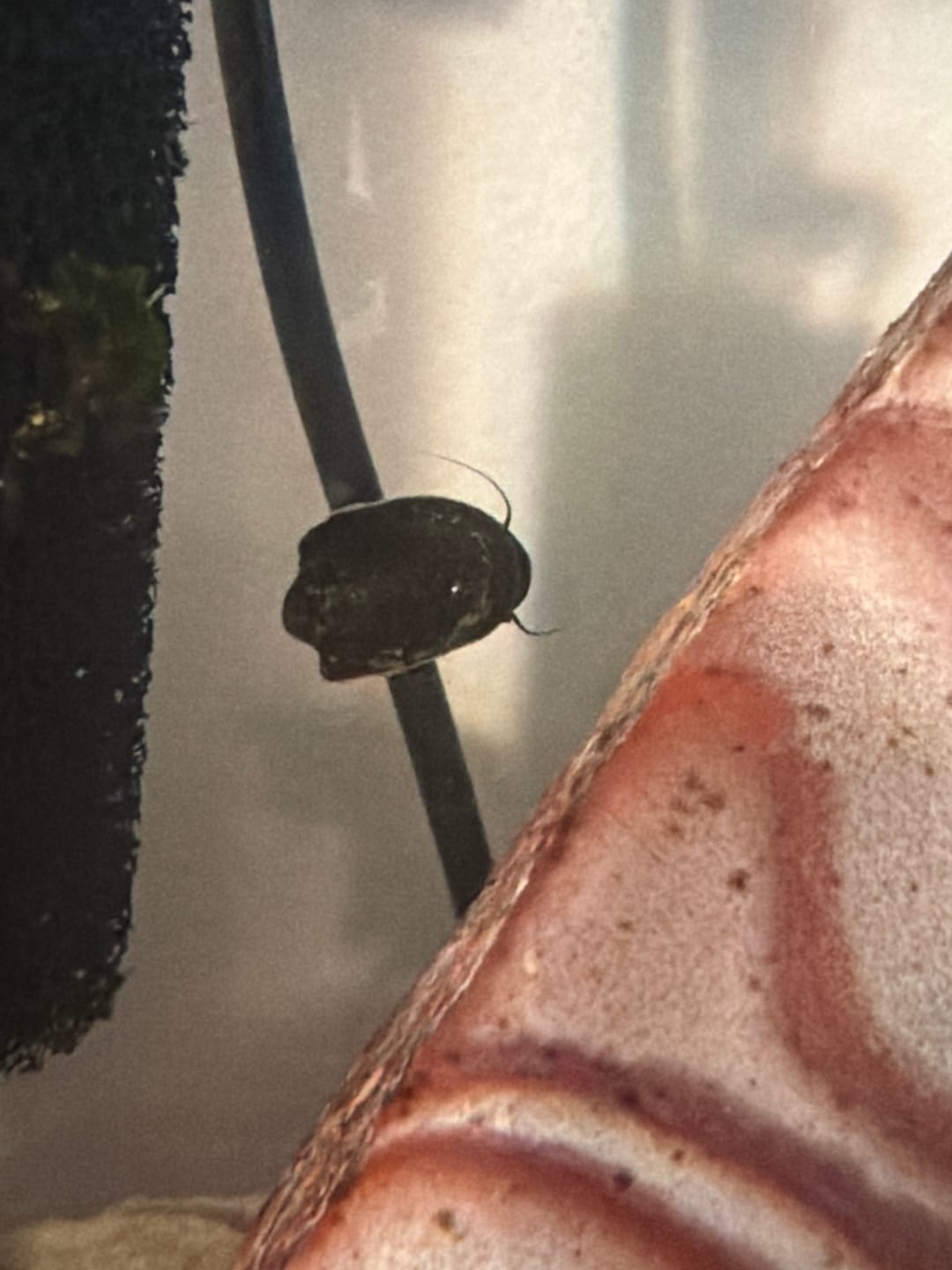 Customer photo review of Batman Nerite Snail