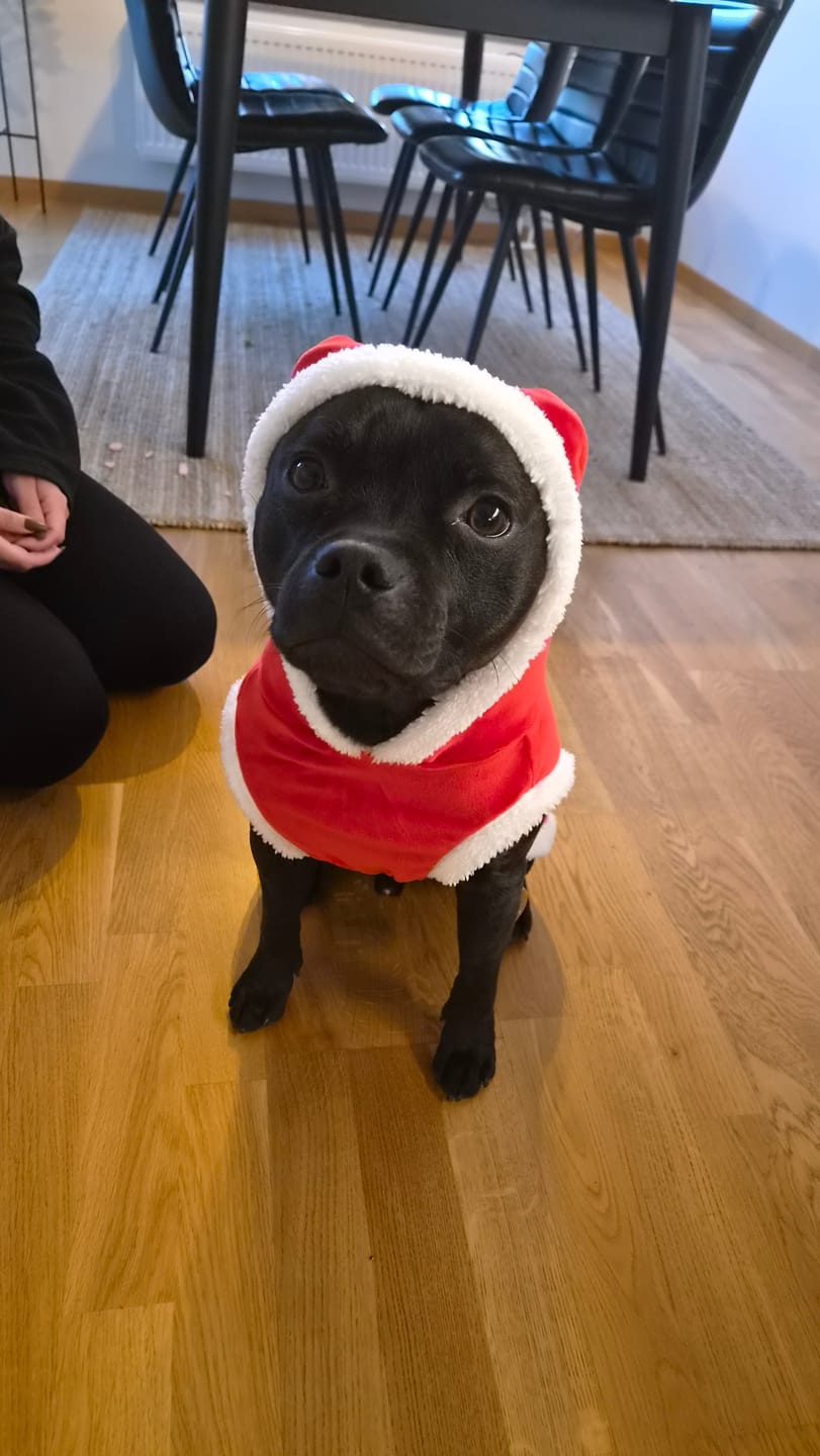 Customer photo review of Staffordshire Bull Terrier 1935® Santa Suit
