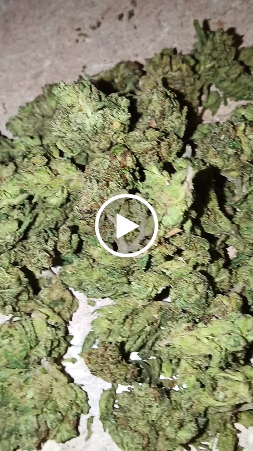 Customer video review of Bulk THCA Smalls