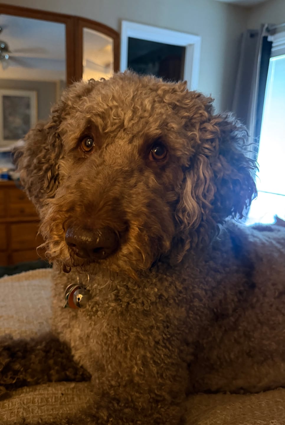 Customer photo review of Freeze Dried Beef Liver (3.52 oz)