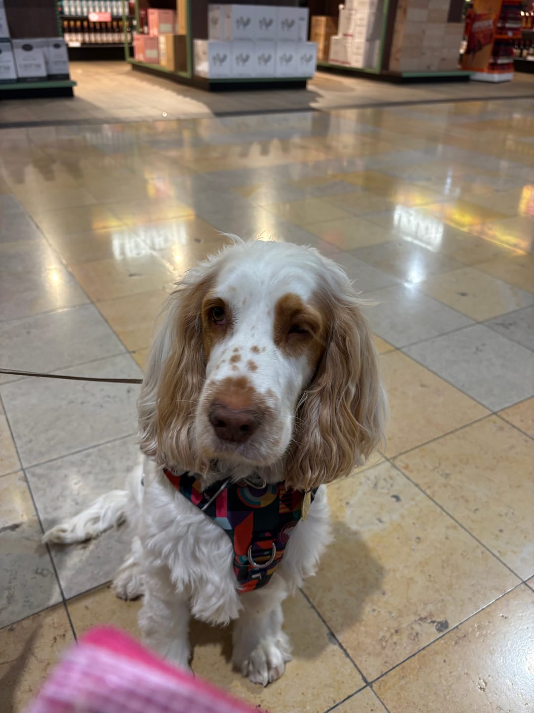 Customer photo review of Comfort Collar